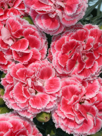 Goździk 'Coral Reef' Dianthus