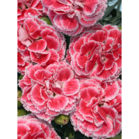 Goździk 'Coral Reef' Dianthus