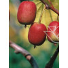 Aktinidia (kiwi) ostrolistna 'Hardy Red' | Actinidia arguta