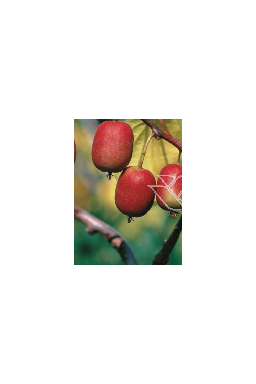 Aktinidia (kiwi) ostrolistna 'Hardy Red' | Actinidia arguta