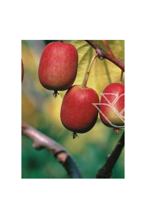 Aktinidia (kiwi) ostrolistna 'Hardy Red' | Actinidia arguta