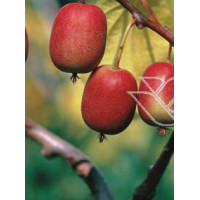 Aktinidia (kiwi) ostrolistna 'Hardy Red' | Actinidia arguta