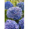 Hortensja ogrodowa 'Blue Deckle' Hydrangea macrophylla