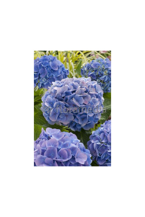 Hortensja ogrodowa 'Blue Deckle' Hydrangea macrophylla