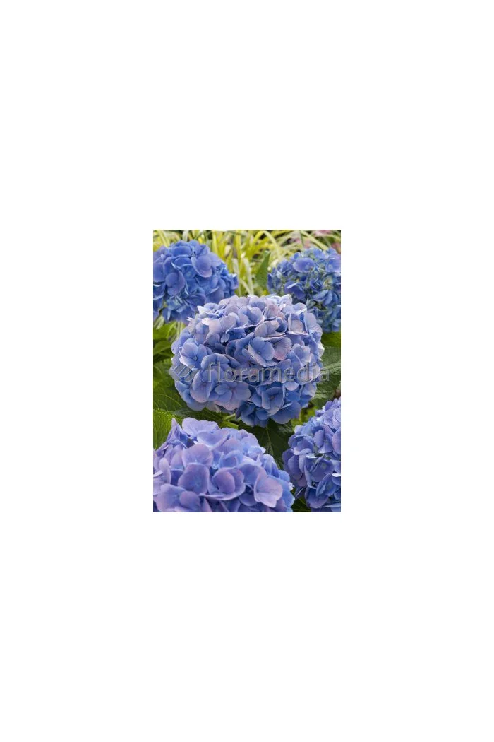 Hortensja ogrodowa 'Blue Deckle' Hydrangea macrophylla