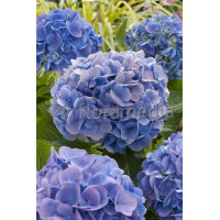 Hortensja ogrodowa 'Blue Deckle' Hydrangea macrophylla