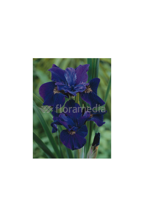 Kosaciec (Irys) syberyjski 'Ruffled Velvet' | Iris sibirica