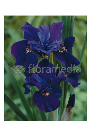 Kosaciec (Irys) syberyjski 'Ruffled Velvet' | Iris sibirica