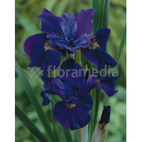 Kosaciec (Irys) syberyjski 'Ruffled Velvet' | Iris sibirica