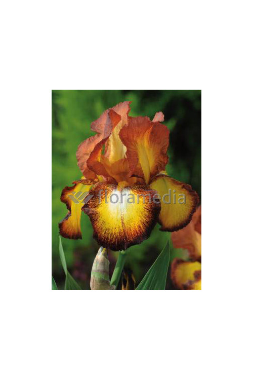 Kosaciec (Irys) bródkowy 'Fire Cracker' | Iris germanica