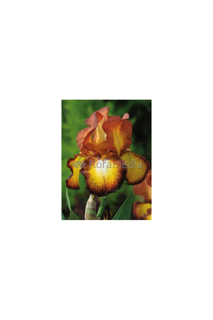 Kosaciec (Irys) bródkowy 'Fire Cracker' | Iris germanica