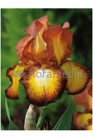 Kosaciec (Irys) bródkowy 'Fire Cracker' | Iris germanica