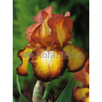 Kosaciec (Irys) bródkowy 'Fire Cracker' | Iris germanica