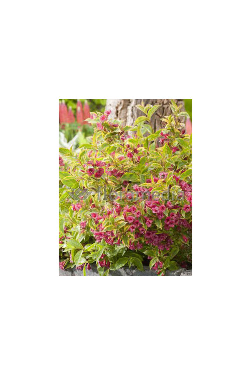 Krzewuszka cudowna 'French Lace Brigela' Weigela florida