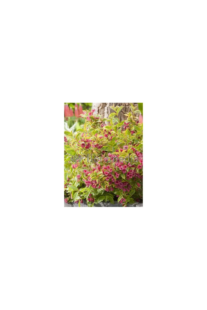 Krzewuszka cudowna 'French Lace Brigela' Weigela florida