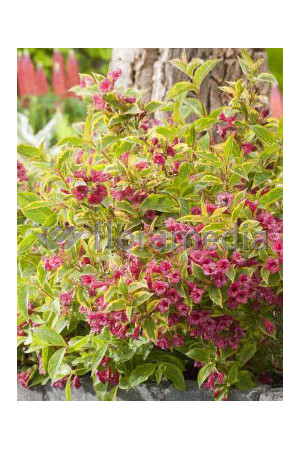 Krzewuszka cudowna 'French Lace Brigela' Weigela florida