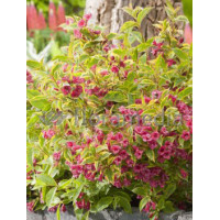 Krzewuszka cudowna 'French Lace Brigela' Weigela florida