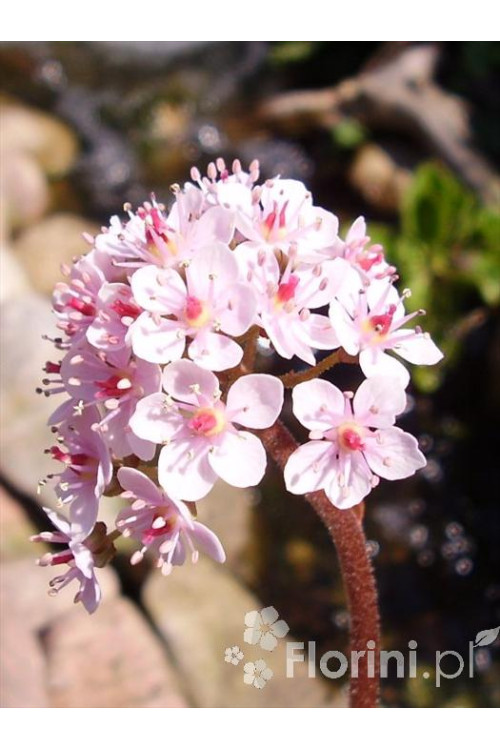 Tarczownica | Peltiphyllum peltatum