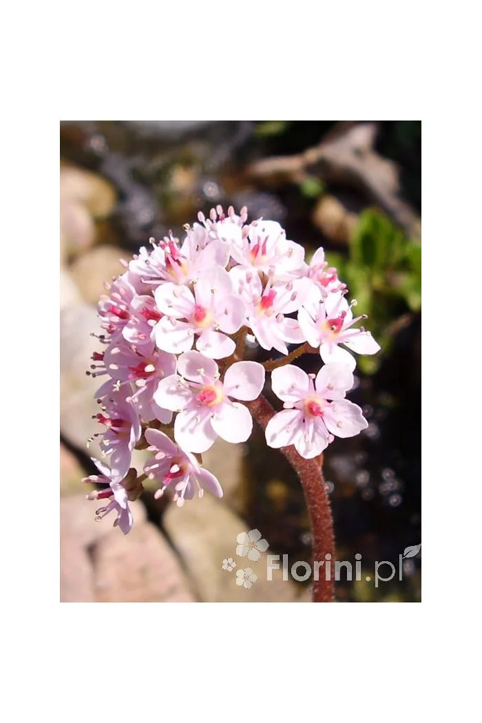 Tarczownica | Peltiphyllum peltatum