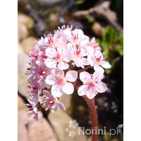 Tarczownica | Peltiphyllum peltatum