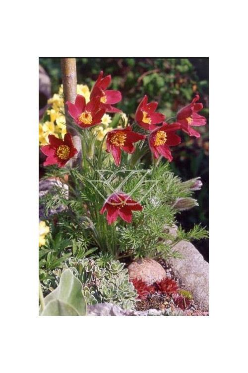 Sasanka 'Rote Glocke' Pulsatilla vulgaris