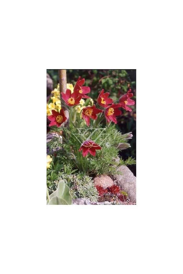 Sasanka 'Rote Glocke' Pulsatilla vulgaris