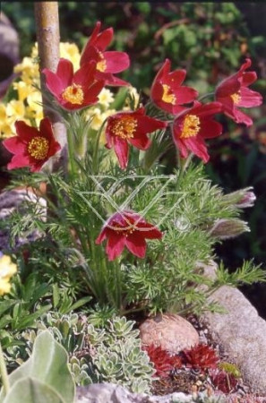 Sasanka 'Rote Glocke' Pulsatilla vulgaris