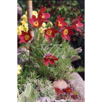 Sasanka 'Rote Glocke' Pulsatilla vulgaris