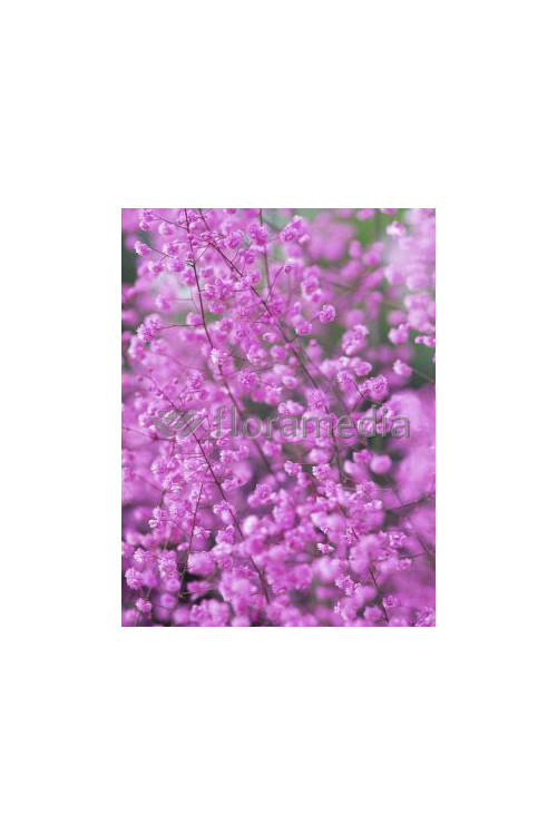 Rutewka 'Hewitt's Double' | Thalictrum