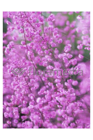 Rutewka 'Hewitt's Double' | Thalictrum