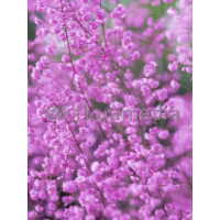 Rutewka 'Hewitt's Double' | Thalictrum