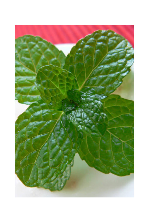 Mięta bananowa Mentha