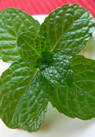 Mięta bananowa Mentha