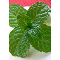 Mięta bananowa Mentha