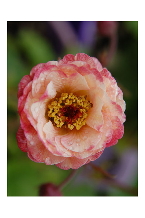 Kuklik 'Cocktail Cosmopolitan ®' | Geum