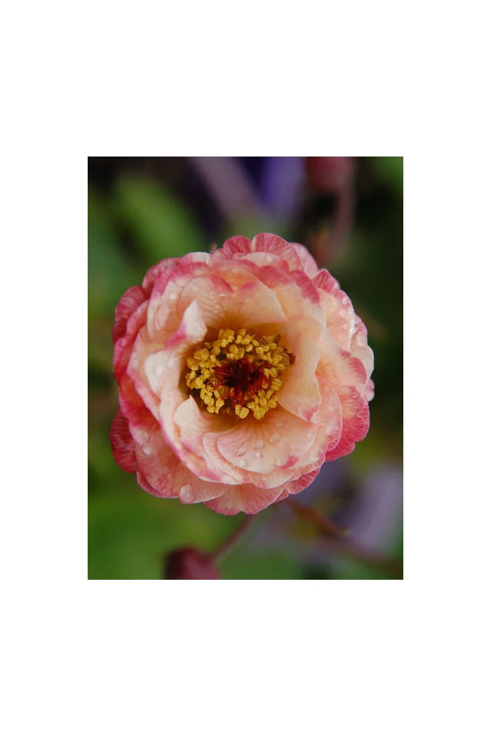 Kuklik 'Cocktail Cosmopolitan ®' | Geum