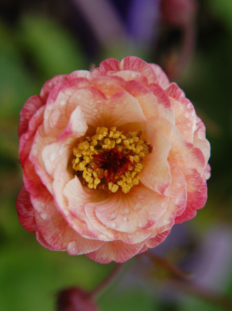 Kuklik 'Cocktail Cosmopolitan ®' | Geum