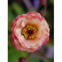 Kuklik 'Cocktail Cosmopolitan ®' | Geum