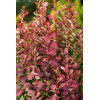 Berberys Thunberga 'Summer Chocolate' | Berberis thunbergii