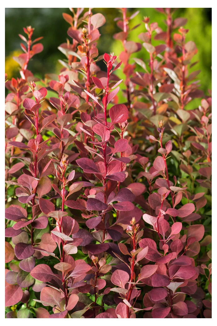 Berberys Thunberga 'Summer Chocolate' | Berberis thunbergii