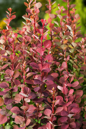 Berberys Thunberga 'Summer Chocolate' | Berberis thunbergii