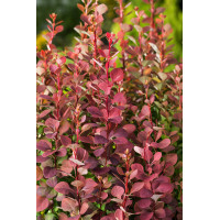 Berberys Thunberga 'Summer Chocolate' | Berberis thunbergii