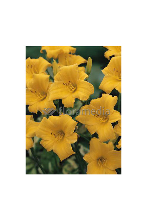 liliowiec, hemerocallis