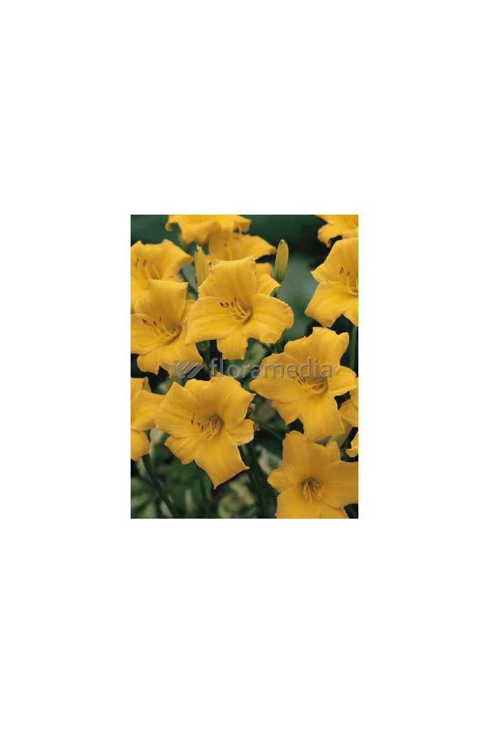 liliowiec, hemerocallis