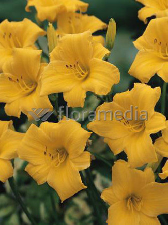 liliowiec, hemerocallis