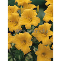 liliowiec, hemerocallis