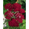Krwawnik pospolity 'Kirchkoenigin' | Achillea millefolia