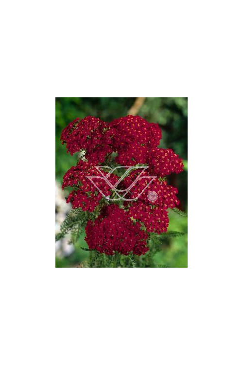 Krwawnik pospolity 'Kirchkoenigin' | Achillea millefolia