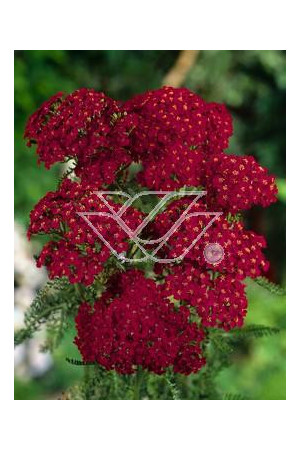 Krwawnik pospolity 'Kirchkoenigin' | Achillea millefolia