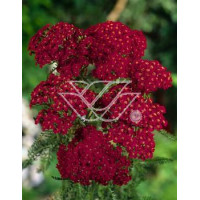 Krwawnik pospolity 'Kirchkoenigin' | Achillea millefolia